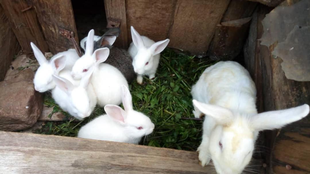 Rubuguli Karungi Camp 빌라 외부 사진